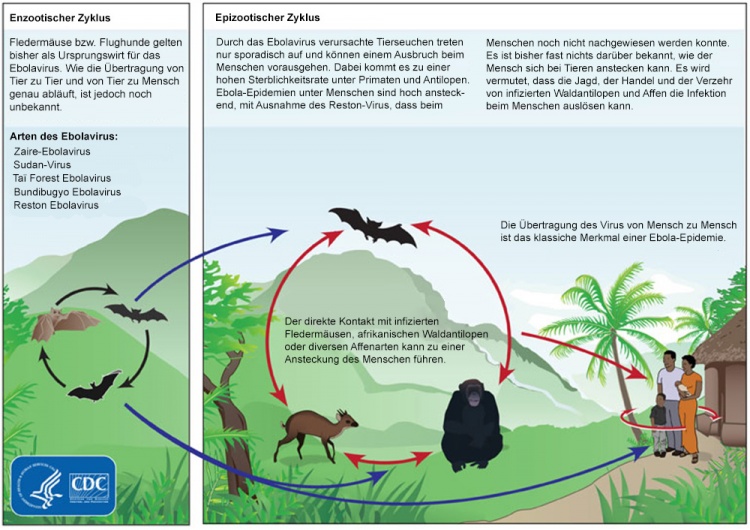 Kreislauf der Ansteckung mit dem Ebolavirus.
