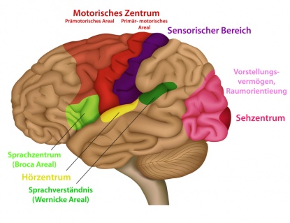 Gehirnregionen Und Funktionen